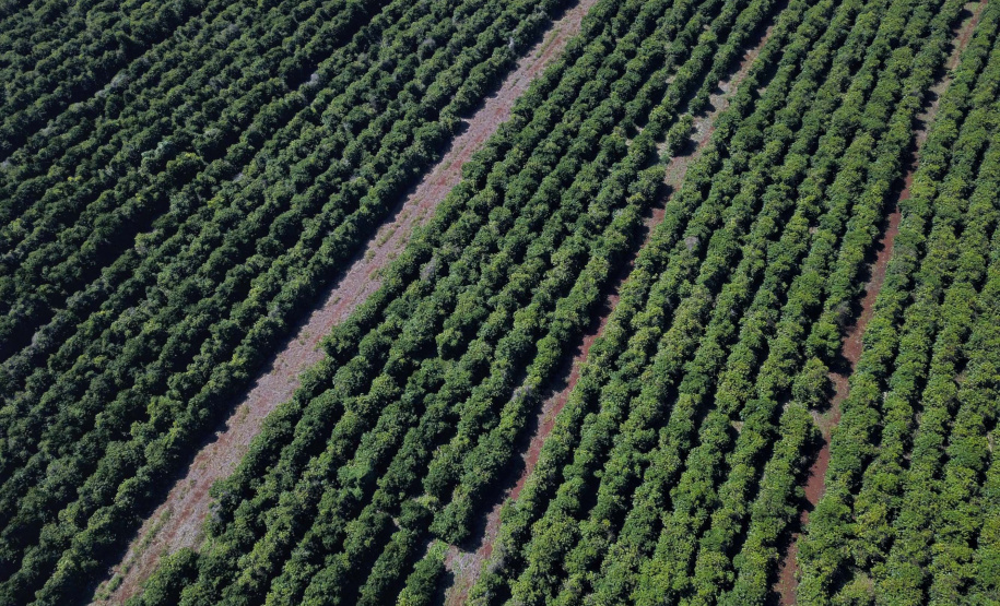 Rota do Café - Fazenda Palmeira - Distrito de Santa Mariana - Londrina/PR. Foto: José Fernando Ogura/ANPr