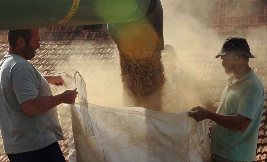 Colheita de feijão. Irati. Foto: Gilson Abreu/AEN