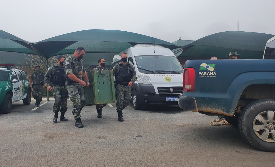 O animal surpreendeu moradores de São José dos Pinhais nesta quinta-feira (27) após ser visto por uma criança no alto de uma árvore no terreno da residência da família, que acionou os órgãos competentes.
Foto:IAT