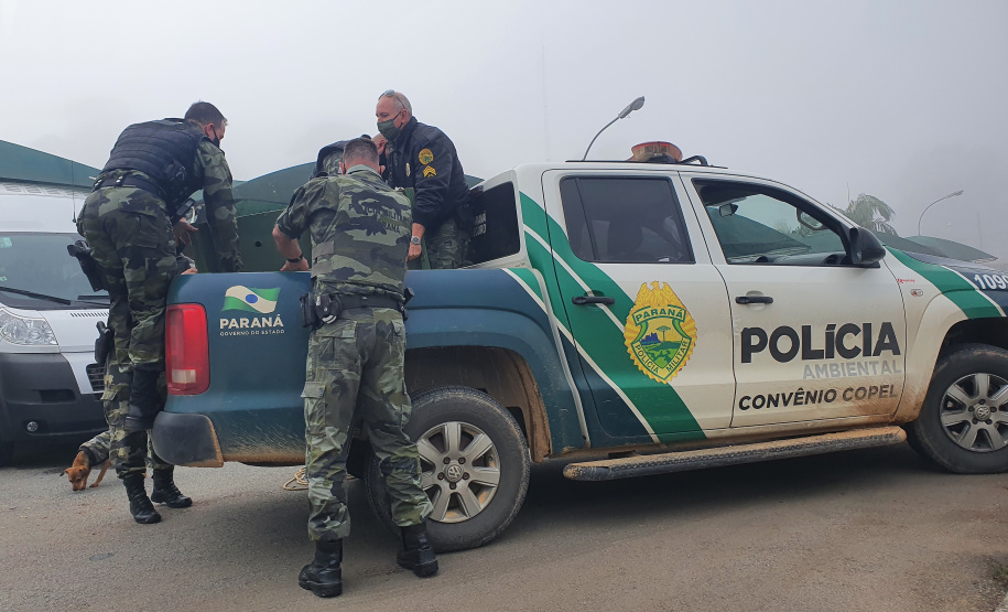 O animal surpreendeu moradores de São José dos Pinhais nesta quinta-feira (27) após ser visto por uma criança no alto de uma árvore no terreno da residência da família, que acionou os órgãos competentes.
Foto:IAT