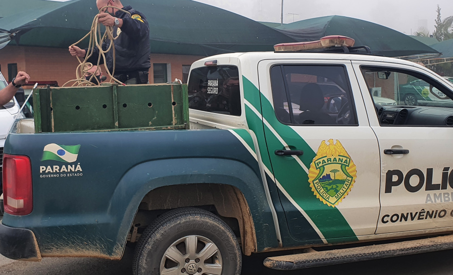 O animal surpreendeu moradores de São José dos Pinhais nesta quinta-feira (27) após ser visto por uma criança no alto de uma árvore no terreno da residência da família, que acionou os órgãos competentes.
Foto:IAT