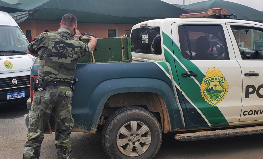 O animal surpreendeu moradores de São José dos Pinhais nesta quinta-feira (27) após ser visto por uma criança no alto de uma árvore no terreno da residência da família, que acionou os órgãos competentes.
Foto:IAT
