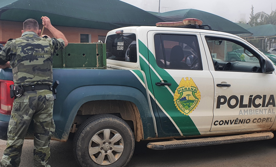 O animal surpreendeu moradores de São José dos Pinhais nesta quinta-feira (27) após ser visto por uma criança no alto de uma árvore no terreno da residência da família, que acionou os órgãos competentes.
Foto:IAT