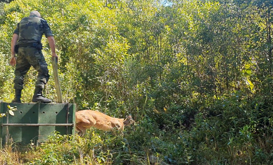 O animal surpreendeu moradores de São José dos Pinhais nesta quinta-feira (27) após ser visto por uma criança no alto de uma árvore no terreno da residência da família, que acionou os órgãos competentes. Foto:IAT