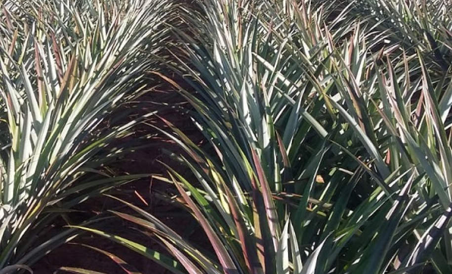 Cultivo do abacaxi é tema de workshop online
. Foto:IDR