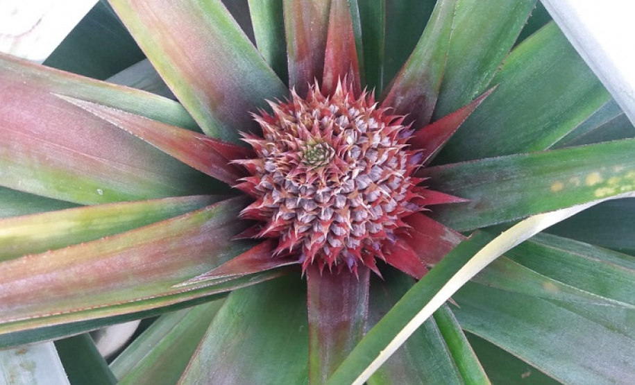 Cultivo do abacaxi é tema de workshop online
. Foto:IDR