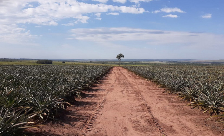 Cultivo do abacaxi é tema de workshop online
. Foto:IDR