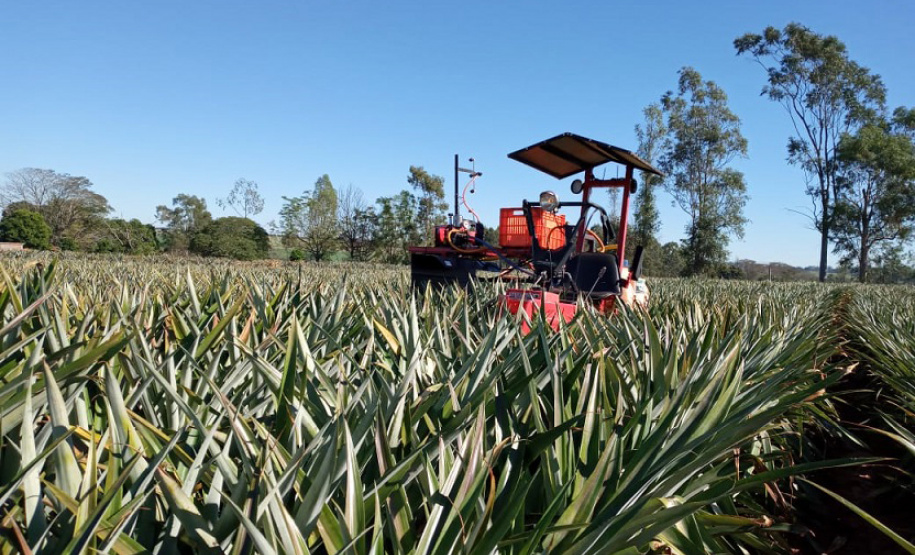 Cultivo do abacaxi é tema de workshop online
. Foto:IDR