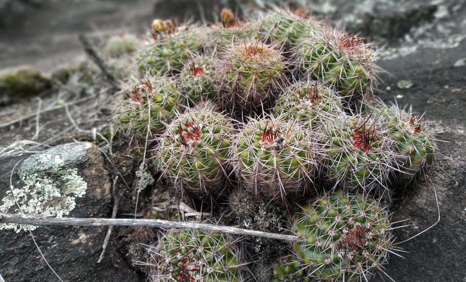 Foto:Daniele Iachecen