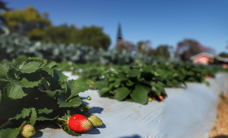 Consórcio Cid Centro beneficia agroindústria familiar.Foto: Jusé Fernando Ogura/AEN