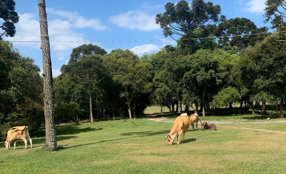 Família da Lapa melhora produtividade e qualidade da produção leiteira. Foto:IDR