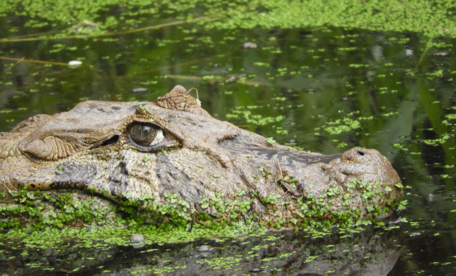 IAT alerta para aparecimento de animais silvestres em áreas urbanas.Foto:Fernanda Felisbino / Bióloga IAT