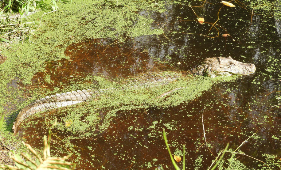 IAT alerta para aparecimento de animais silvestres em áreas urbanas.Foto:Fernanda Felisbino / Bióloga IAT