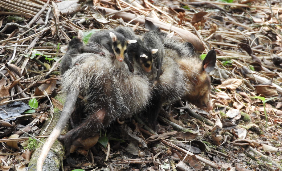 IAT alerta para aparecimento de animais silvestres em áreas urbanas. Foto:Fernanda Felisbino / Bióloga IAT