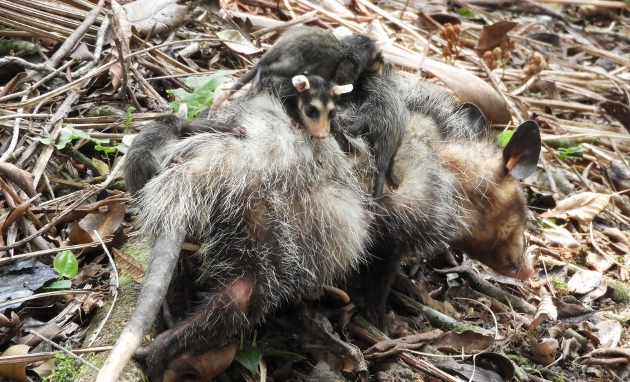 IAT alerta para aparecimento de animais silvestres em áreas urbanas. Foto:Fernanda Felisbino / Bióloga IAT