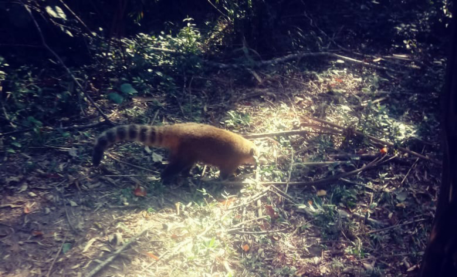 A Secretaria de Estado da Saúde discutiu nesta quinta-feira (24) com o Corpo de Bombeiros melhorias e adequações de segurança em hospitais do Paraná. A reunião, por determinação do secretário Beto Preto, foi na sede da instituição em Curitiba. Foto: Américo Antonio/SESAFoto:IAT