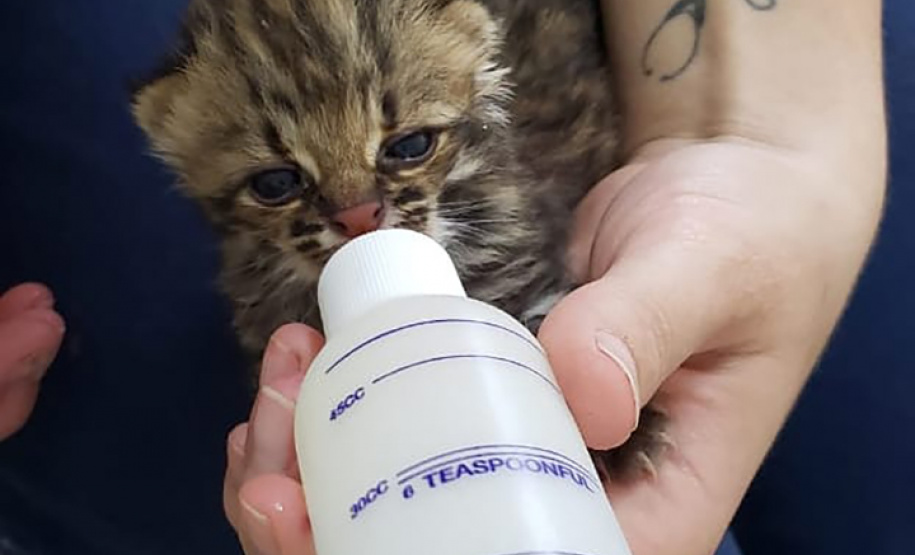 IAT conta com parcerias para atendimento de animais silvestres. Foto:HV UniFil