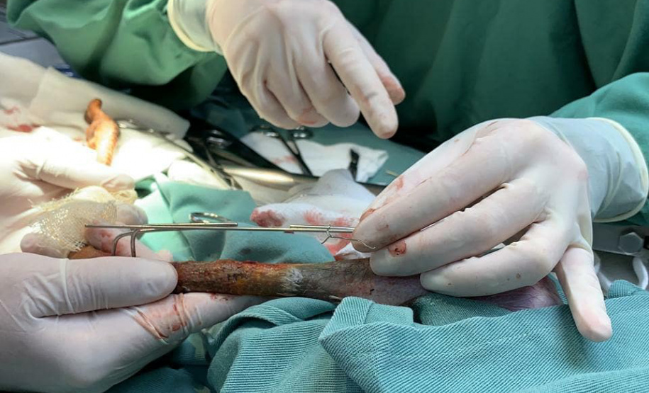 IAT conta com parcerias para atendimento de animais silvestres. Foto:HV UniFil