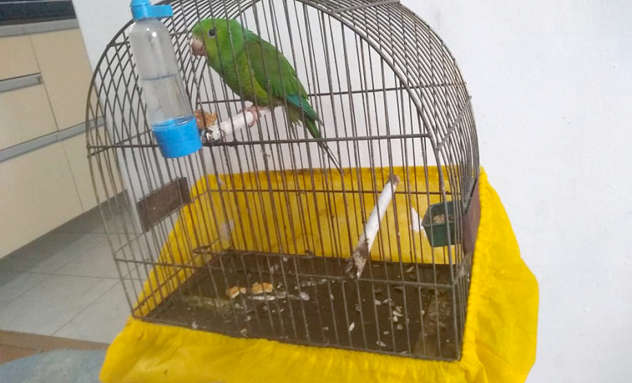 Polícia Ambiental do Paraná prende 231 pessoas e resgata 234 animais e mais de 2 mil aves silvestres no semestre. Foto: SESP