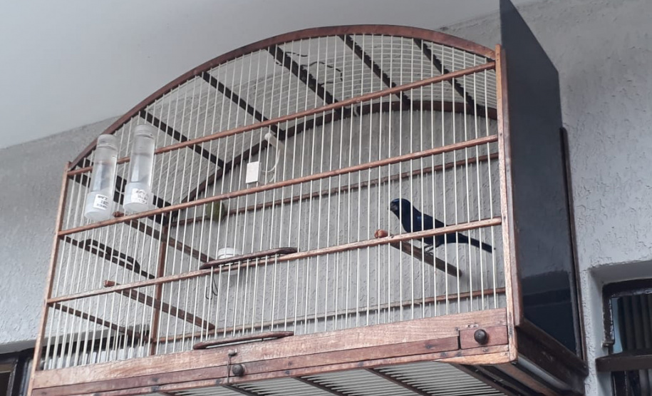 Polícia Ambiental do Paraná prende 231 pessoas e resgata 234 animais e mais de 2 mil aves silvestres no semestre. Foto: SESP