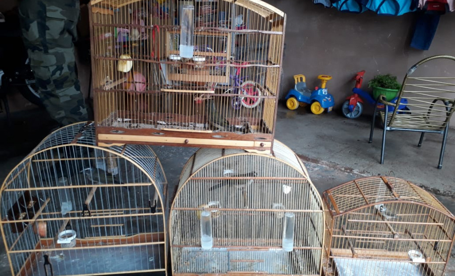 Polícia Ambiental do Paraná prende 231 pessoas e resgata 234 animais e mais de 2 mil aves silvestres no semestre. Foto: SESP