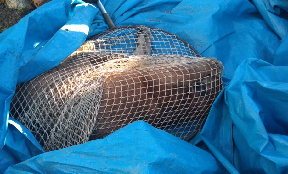 Polícia Ambiental do Paraná prende 231 pessoas e resgata 234 animais e mais de 2 mil aves silvestres no semestre. Foto: SESP