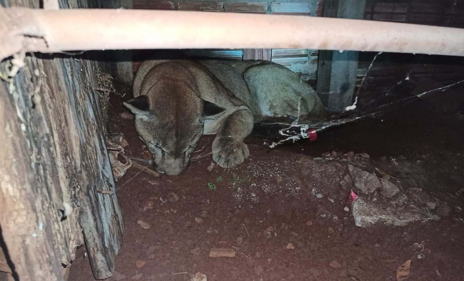 Polícia Ambiental do Paraná prende 231 pessoas e resgata 234 animais e mais de 2 mil aves silvestres no semestre. Foto: SESP