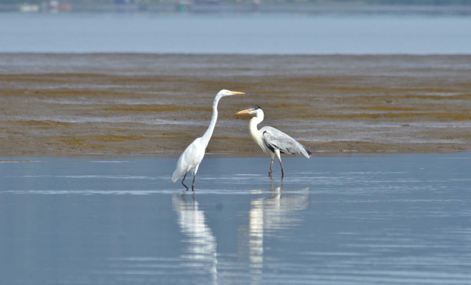 Portos do Paraná mantêm cuidado com o meio ambiente. Foto:lLeonardo de Conto