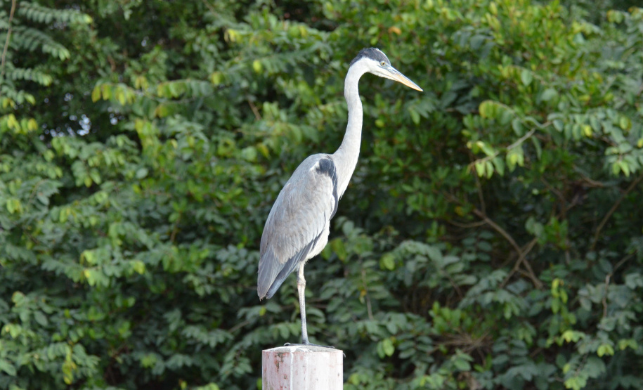 Portos do Paraná mantêm cuidado com o meio ambiente. Foto:lLeonardo de Conto
