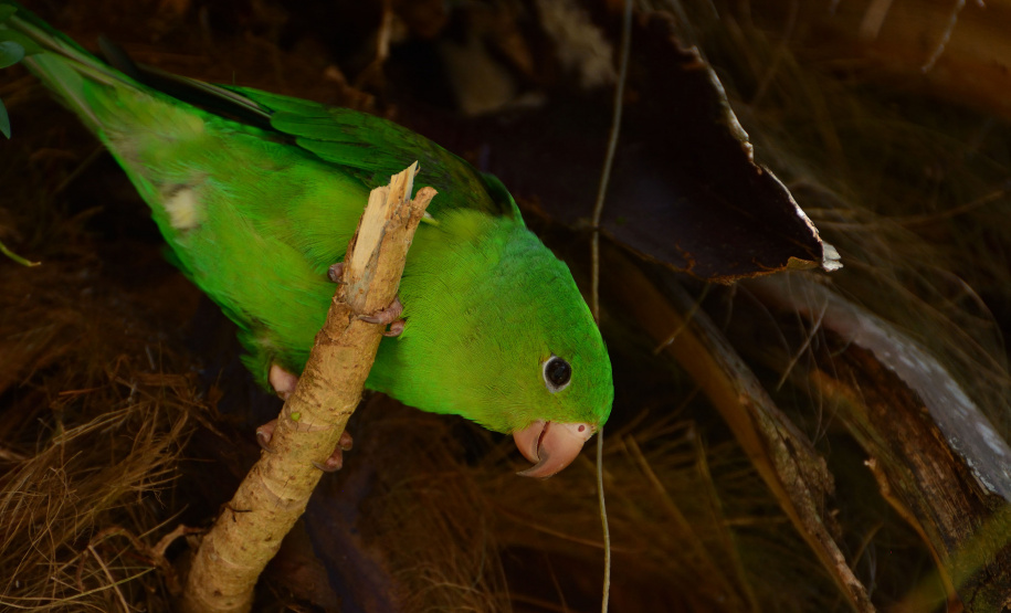 Portos do Paraná mantêm cuidado com o meio ambiente. Foto:lLeonardo de Conto
