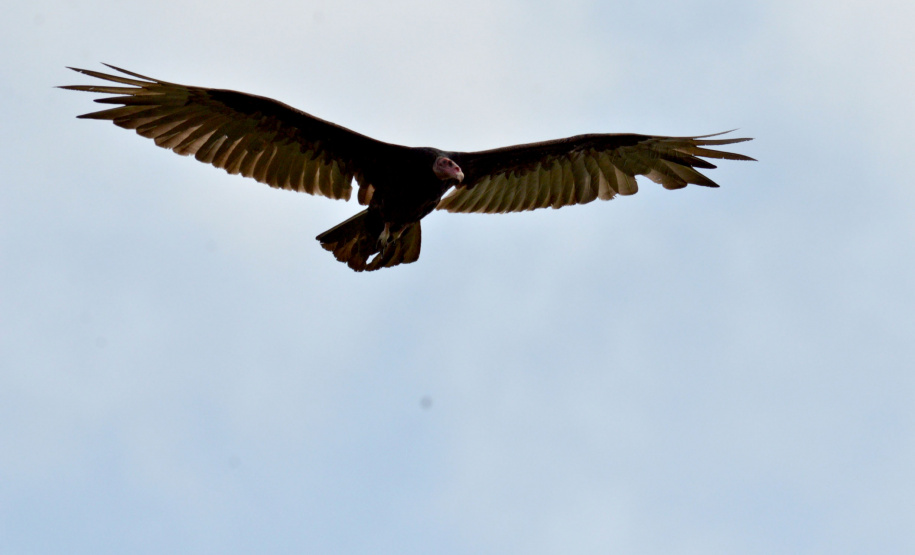 Portos do Paraná mantêm cuidado com o meio ambiente. Foto:lLeonardo de Conto