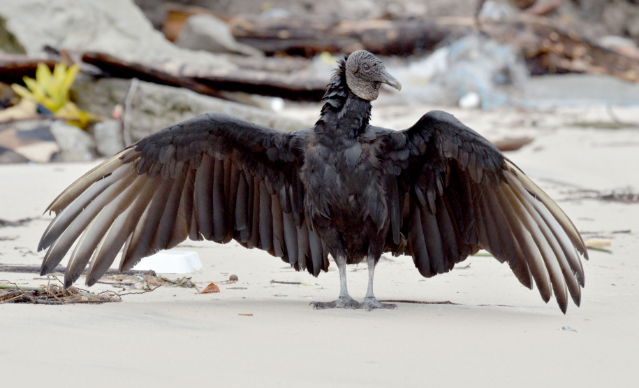 Portos do Paraná mantêm cuidado com o meio ambiente. Foto:lLeonardo de Conto