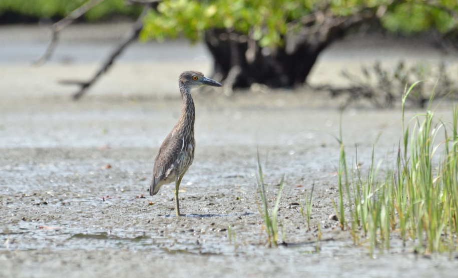 Portos do Paraná mantêm cuidado com o meio ambiente. Foto:lLeonardo de Conto