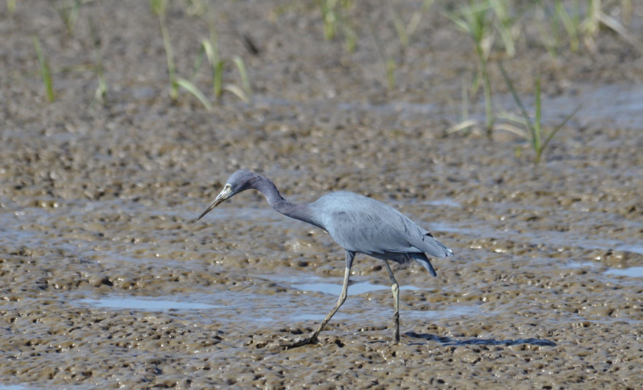 Portos do Paraná mantêm cuidado com o meio ambiente. Foto:lLeonardo de Conto