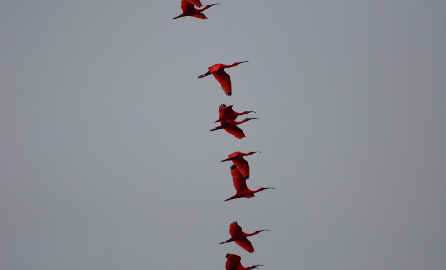 Portos do Paraná mantêm cuidado com o meio ambiente. Foto:lLeonardo de Conto