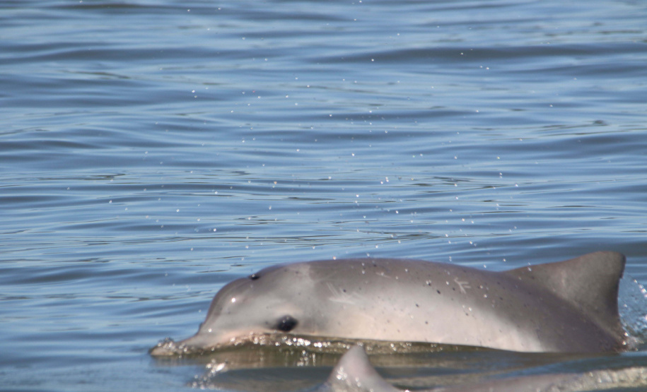 Portos do Paraná mantêm cuidado com o meio ambiente. Foto: Fernando Hardt