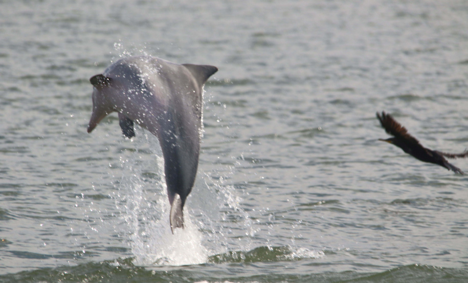 Portos do Paraná mantêm cuidado com o meio ambiente. Foto: Fernando Hardt