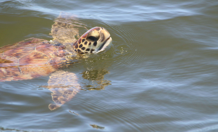 Portos do Paraná mantêm cuidado com o meio ambiente. Foto: Portos do Paraná
