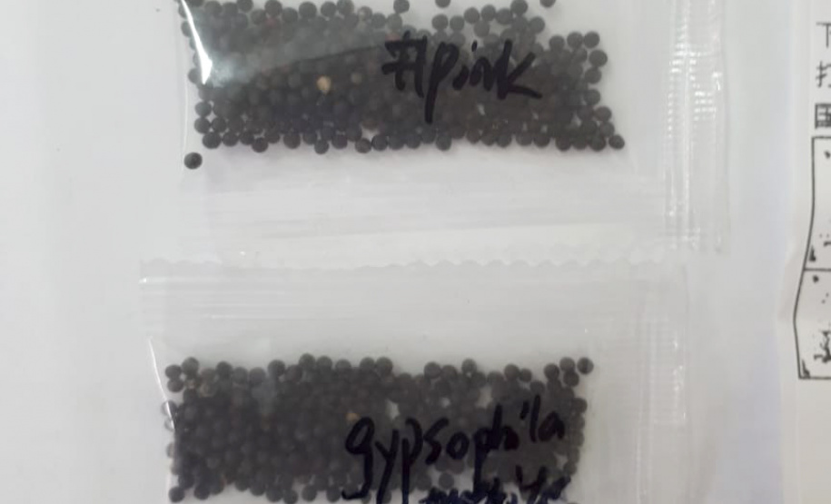 Adapar alerta sobre recebimento de sementes não encomendadas. Foto:Adapar