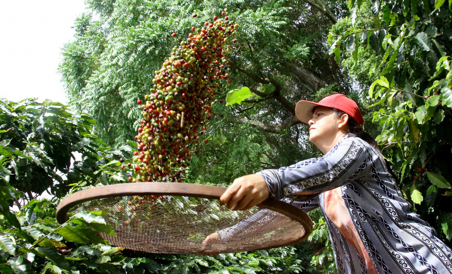 Boletim agropecuário destaca término da colheita do caféFoto:Jaelson Lucas / AEN