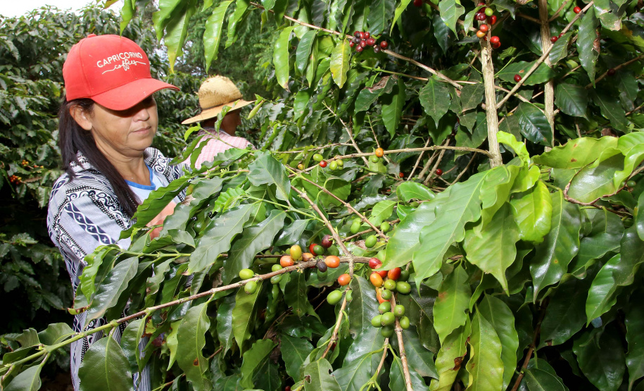 Boletim agropecuário destaca término da colheita do caféFoto:Jaelson Lucas / AEN