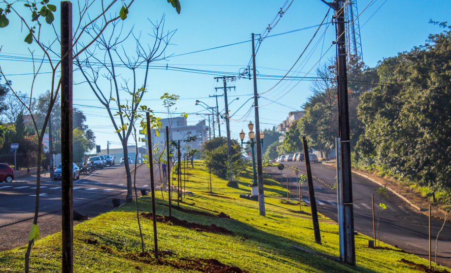Programa da Copel incentiva arborização dos municípios
.Foto:Copel