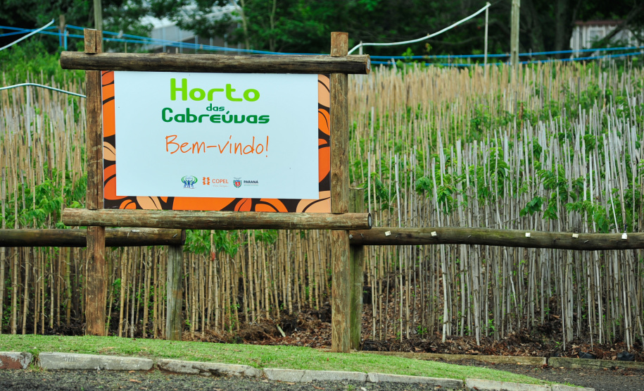 Programa da Copel incentiva arborização dos municípios