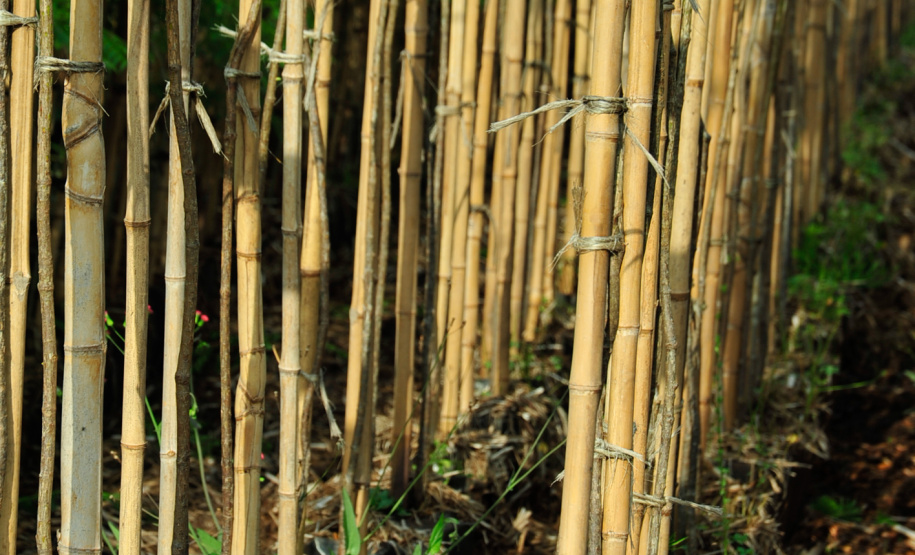 Programa da Copel incentiva arborização dos municípios