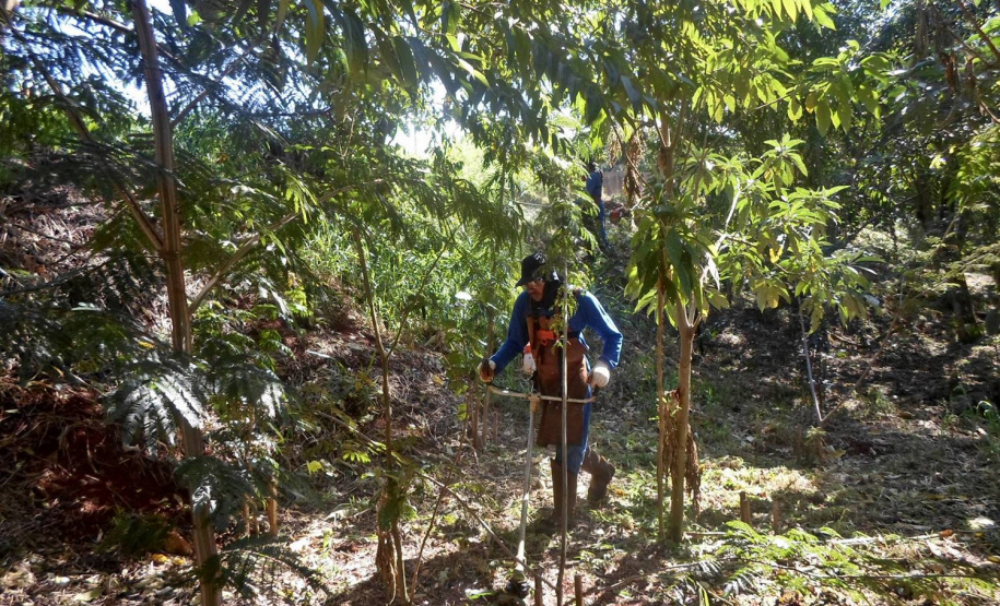 Plantio no Norte do Estado, entre 2019 e 2020, somam 45 mil árvores
. Foto:Snepar