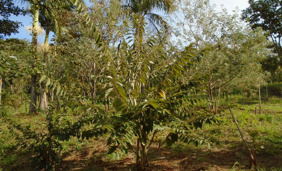 Cortinas verdes em ETEs e matas ciliares em captação de água são reforçadas. Foto:Snepar