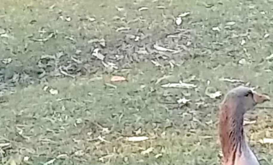 Paraná vai ampliar atendimento à fauna vítima de tráfico e maus-tratos.Foto: IAT