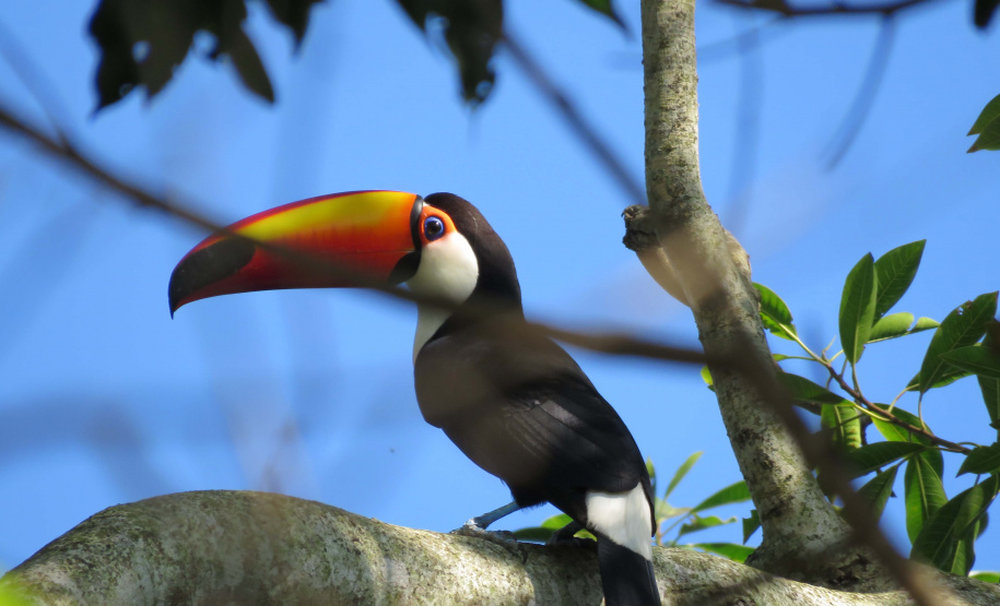 A Rota dos Pioneiros, a maior trilha aquática do Brasil e que deve ser tornar a maior do mundo, está retomando suas atividades. O grupo de voluntários responsável pela demarcação da rota ao longo do Rio Paraná e de seus afluentes voltou a fazer a sinalização do percurso, depois de uma interrupção de sete meses por causa da pandemia do novo coronavírus. Alguns passeios de caiaque pelo rio também voltaram a ser oferecidos por guias locais.  Foto: Erick Caldas Xavier