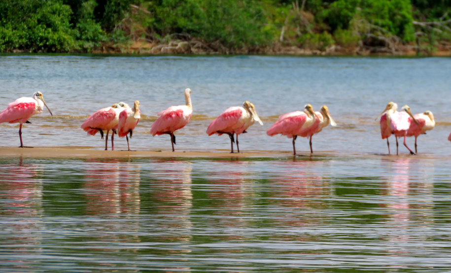 A Rota dos Pioneiros, a maior trilha aquática do Brasil e que deve ser tornar a maior do mundo, está retomando suas atividades. O grupo de voluntários responsável pela demarcação da rota ao longo do Rio Paraná e de seus afluentes voltou a fazer a sinalização do percurso, depois de uma interrupção de sete meses por causa da pandemia do novo coronavírus. Alguns passeios de caiaque pelo rio também voltaram a ser oferecidos por guias locais.  Foto: Mariane Peczek Martins