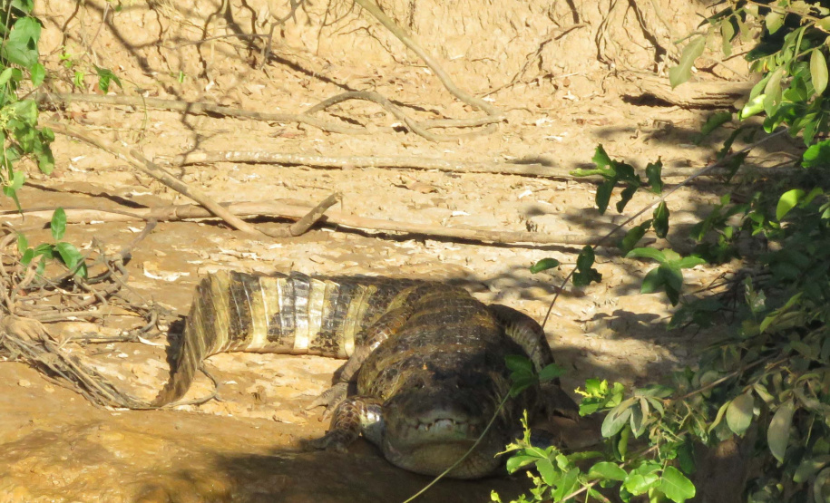 A Rota dos Pioneiros, a maior trilha aquática do Brasil e que deve ser tornar a maior do mundo, está retomando suas atividades. O grupo de voluntários responsável pela demarcação da rota ao longo do Rio Paraná e de seus afluentes voltou a fazer a sinalização do percurso, depois de uma interrupção de sete meses por causa da pandemia do novo coronavírus. Alguns passeios de caiaque pelo rio também voltaram a ser oferecidos por guias locais. Foto: Erick Caldas Xavier